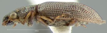 Media type: image;   Entomology 3122 Aspect: habitus lateral view